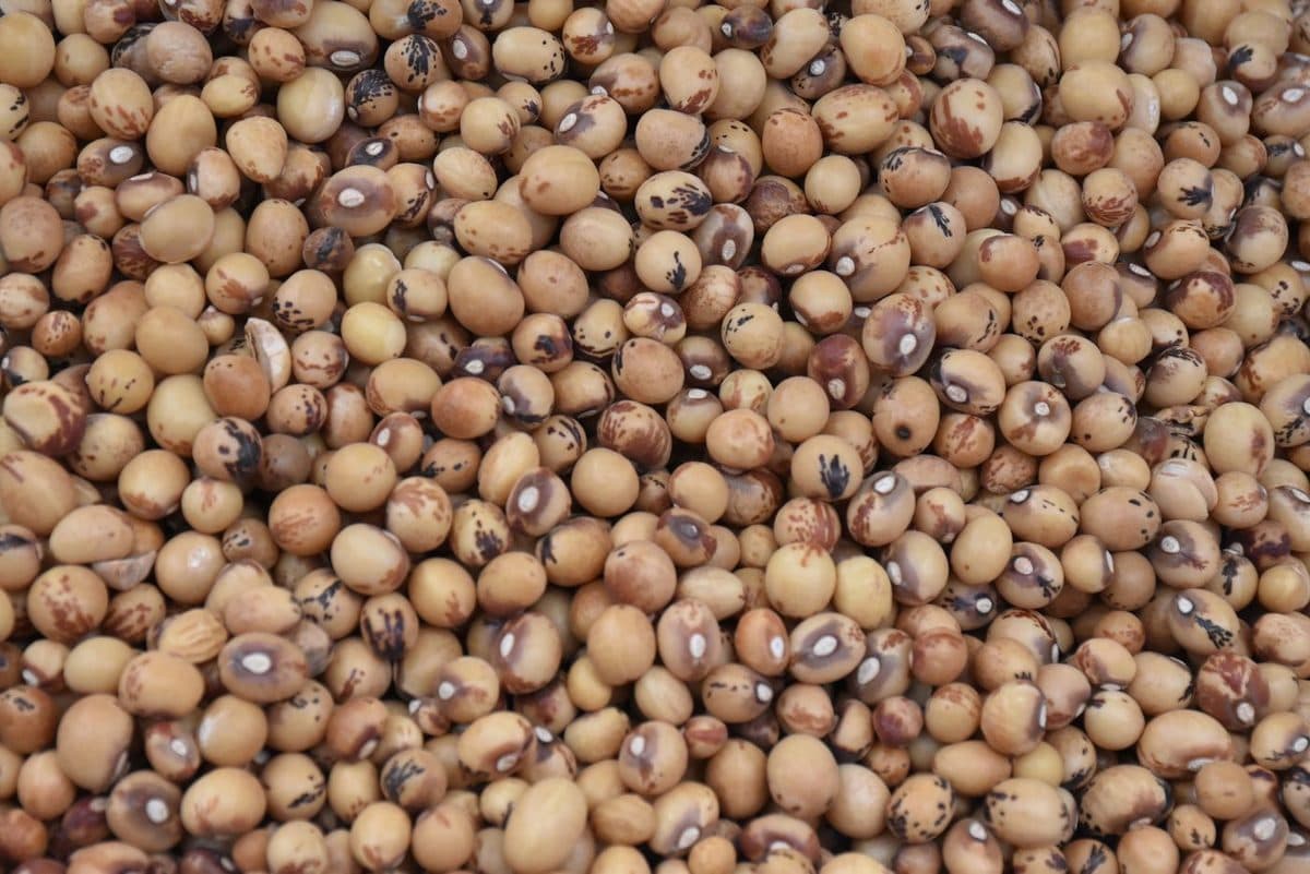 Raw brown beans sorted and dried before milling